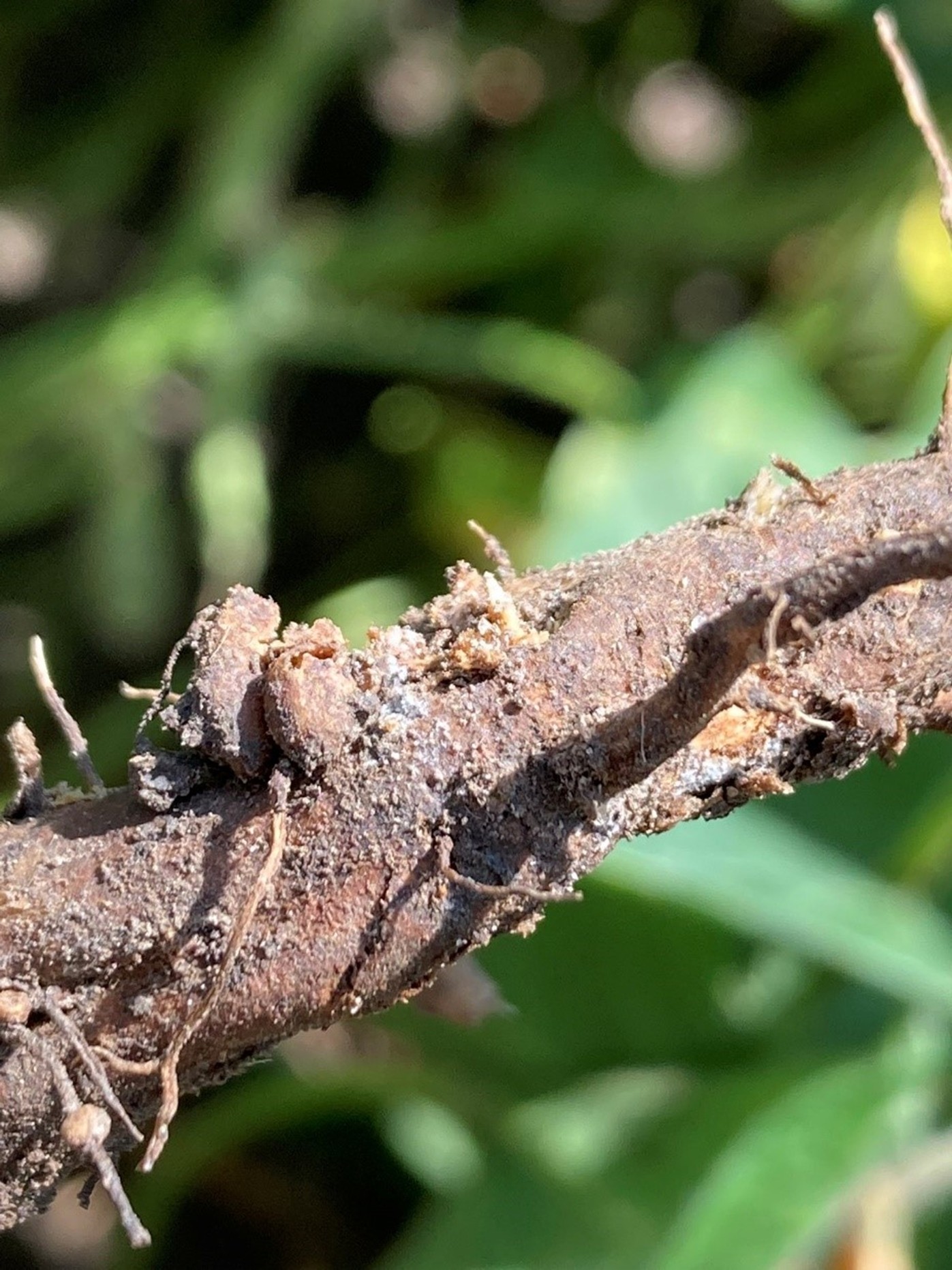 Figure 3. Blue growth on lower stem, which in combination with other symptoms, is indicative of SDS (GROWMARK, Inc.) Figure 3. Blue growth on lower stem, which in combination with other symptoms, is indicative of SDS (GROWMARK, Inc.)